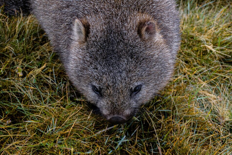 The baby wombat was clearly in distress as Sam Jones carried it towards her car, squirming and making frightened squeaks. (stock image)