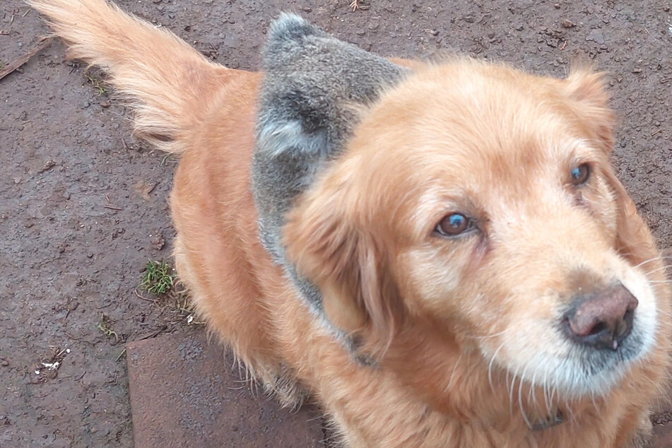 Dog owner finds adorable surprise as his Golden Retriever makes a furry new friend