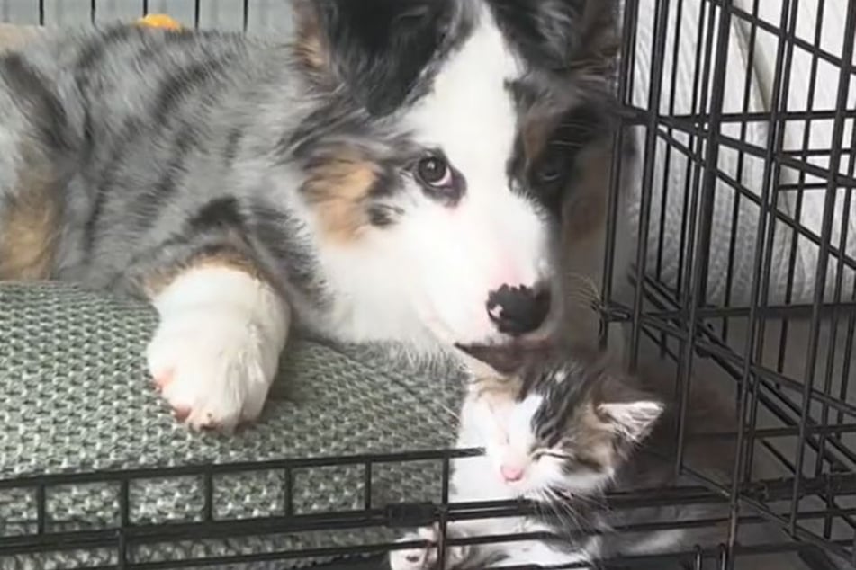 Australian Shepard Finn and cat Eevee are best buddies.