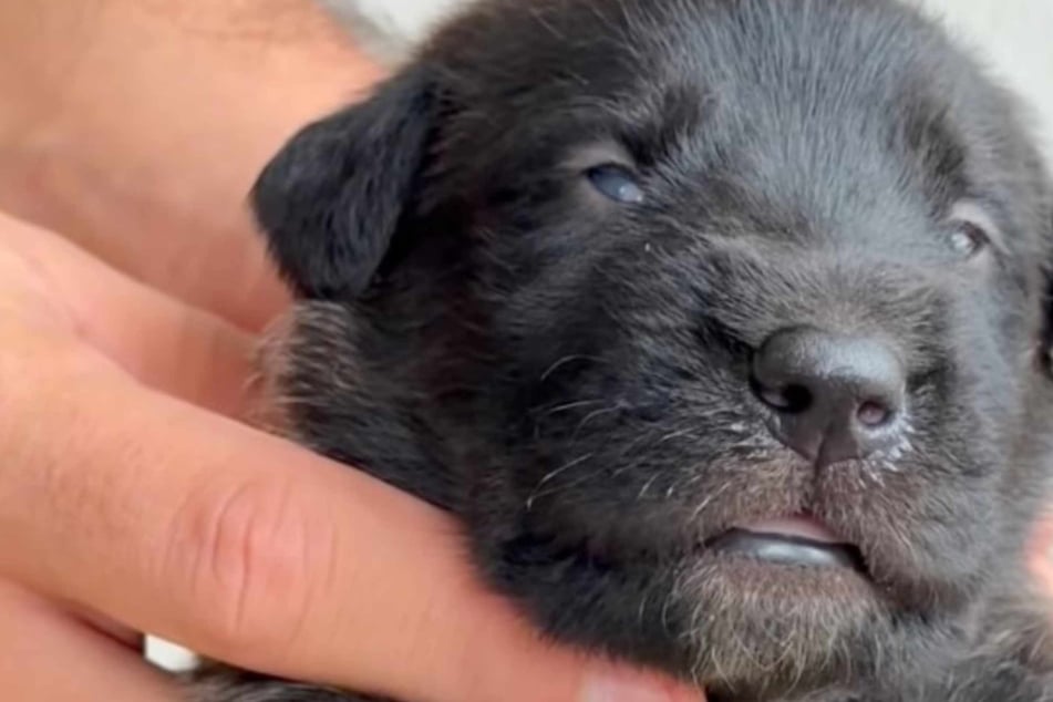 Puppy is utterly unrecognizable as an adult – how did her coat color change like that?