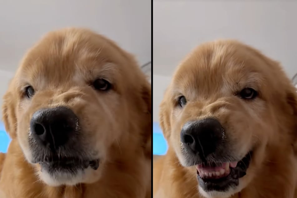 Echo the dog couldn't hide his disappointment when his owner arrived too early to pick him up from grandma's house.