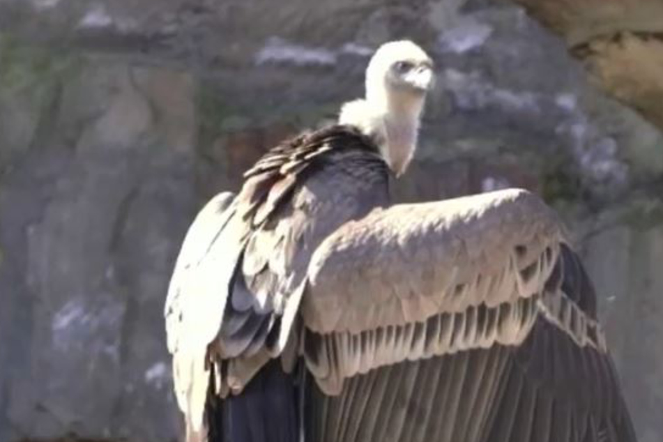 Zoo veterinarians are outraged when they find out how this bird died