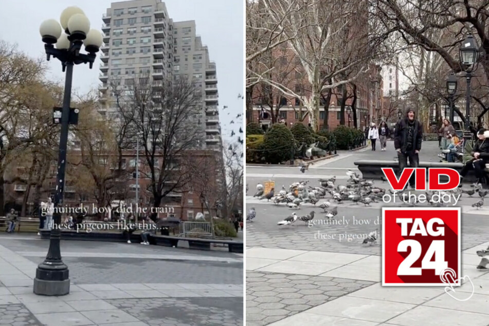 Viral Video of the Day for March 3, 2024: New Yorker shows off dozens of trained pigeons!