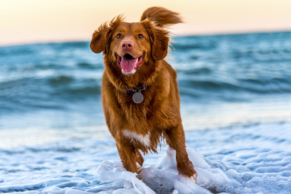 There are many double-coated dogs in the world, and they're incredibly adorable.