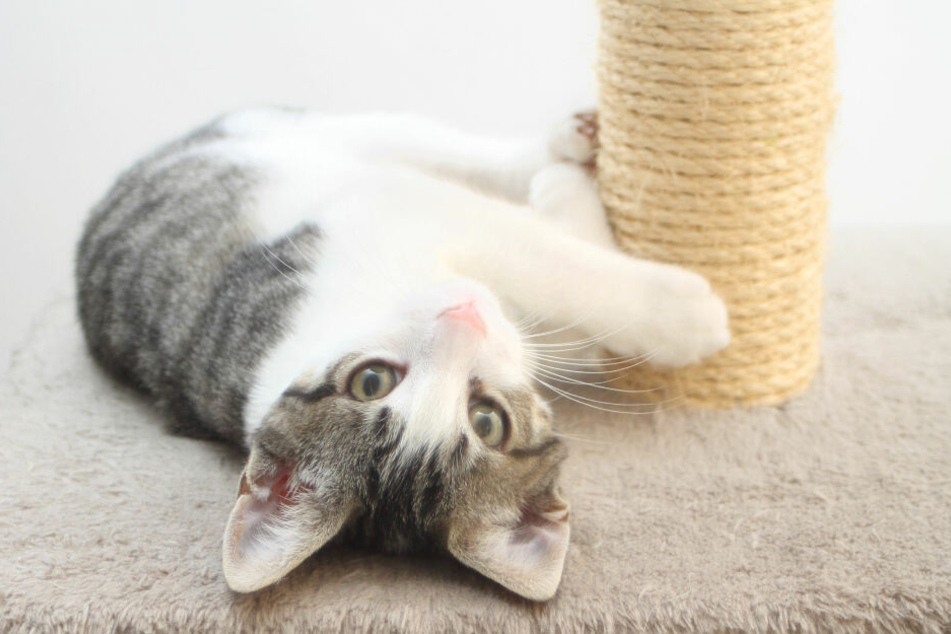 Cats should be given high-quality cat trees to keep them entertained.