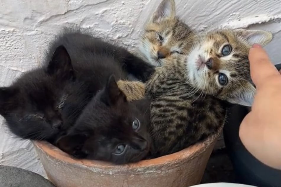 Woman finds abandoned kittens in the most unlikely place!
