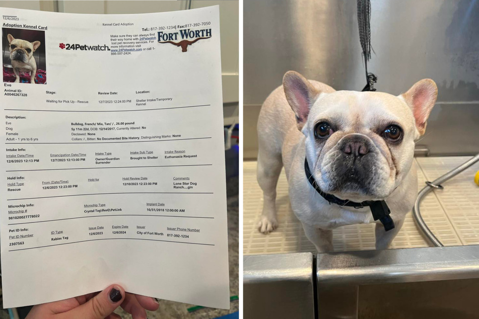 "Little potato" dog owner's outrageous request sparks outrage online