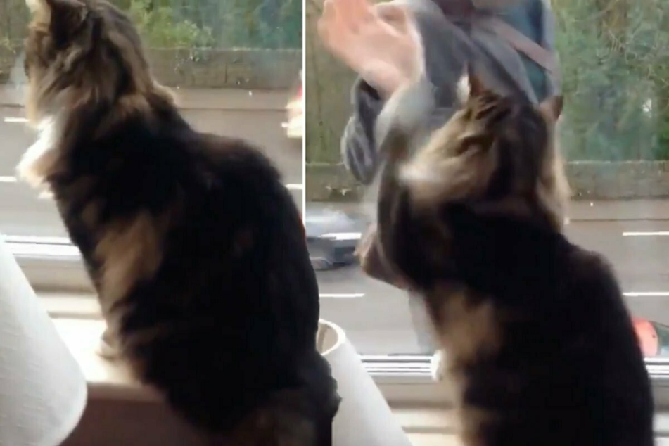 Friendly feline brightens thousands of Twitter users' feeds with a special gesture