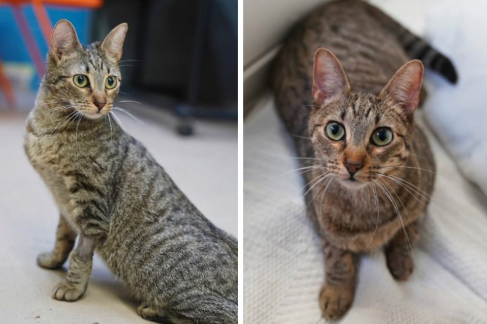 Kitten gets returned to the animal shelter when signs of dangerous disease emerge