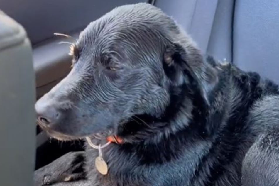 Archie the dog struggled to keep his eyes open after his eventual beach day.