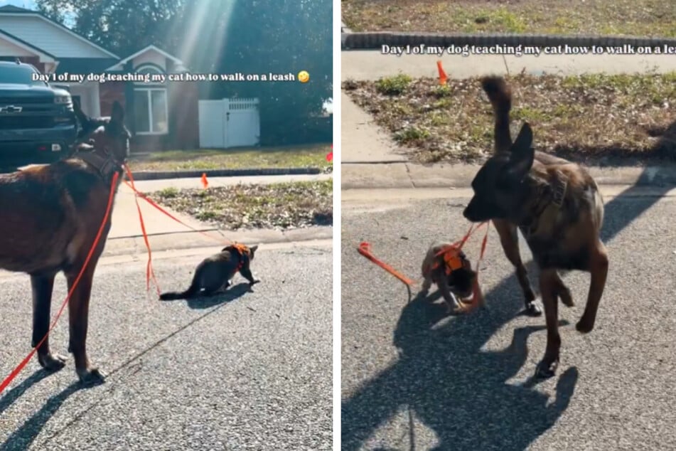Suddenly, the dog taught his cat sibling to walk on a leash!