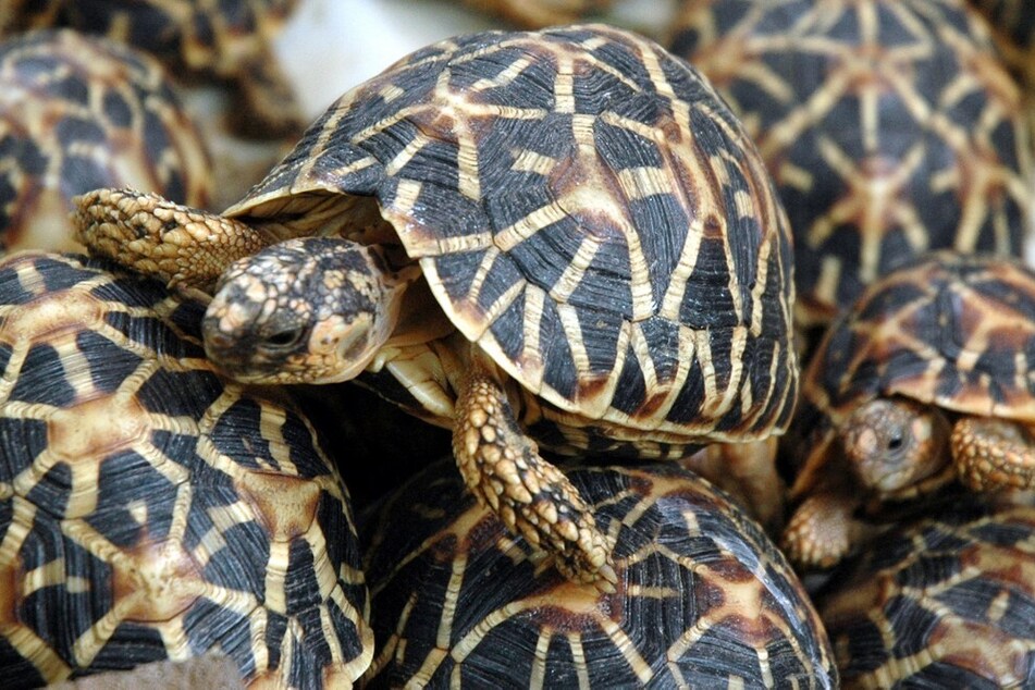 Malaysia rescues hundreds of tortoises from "Ninja Turtle Gang" in dramatic car chase