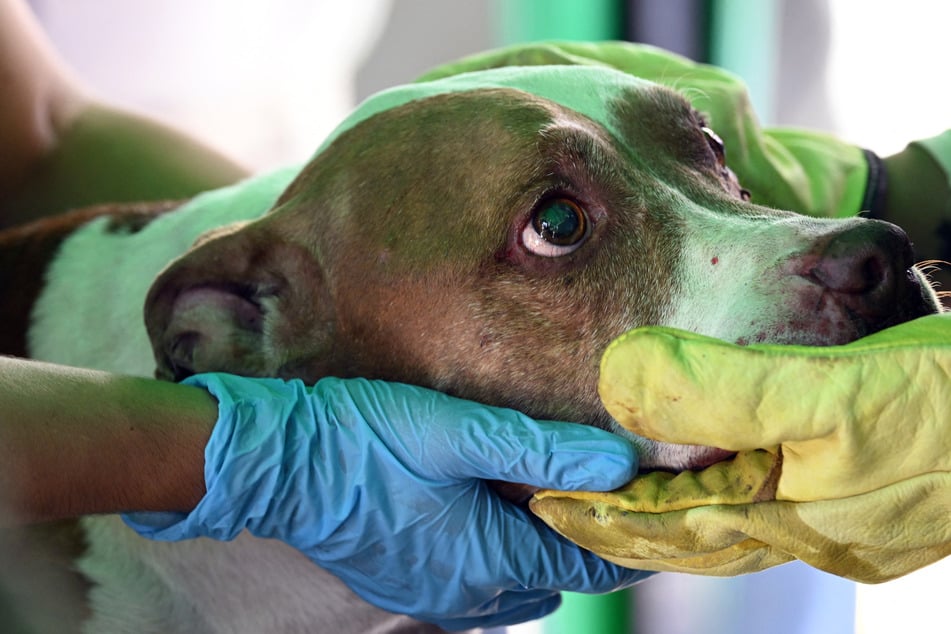Owners reunite with pets in quake-hit Colombia: "Dream come true"