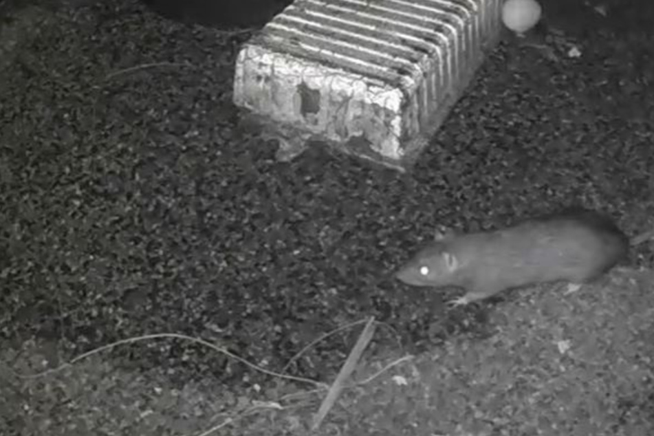 Rats as big as cats: residents reach their limits!