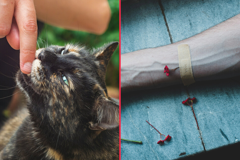 Cat bites need to be treated with disinfectant and band aids.
