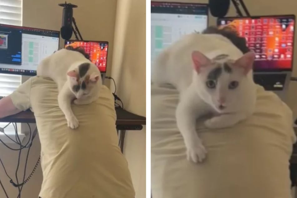 Cat goes viral for her unusual favorite lounging spot!
