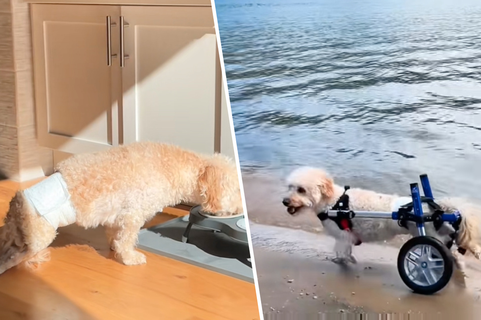 Dog suddenly becomes paralyzed, but he refuses to give up the fight