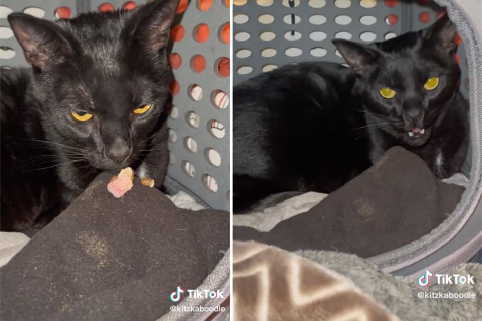 Cat goes viral on TikTok after dramatically sounding off over a minor move