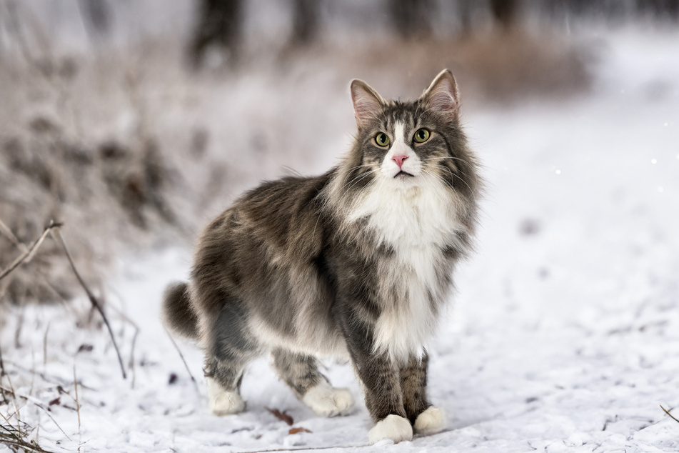 When a Norwegian Forest Cat wears a tuxedo, it becomes especially adorable.