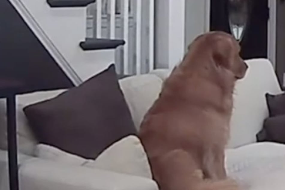 Pet owner is heartbroken when she sees surveillance footage of her lonely dog