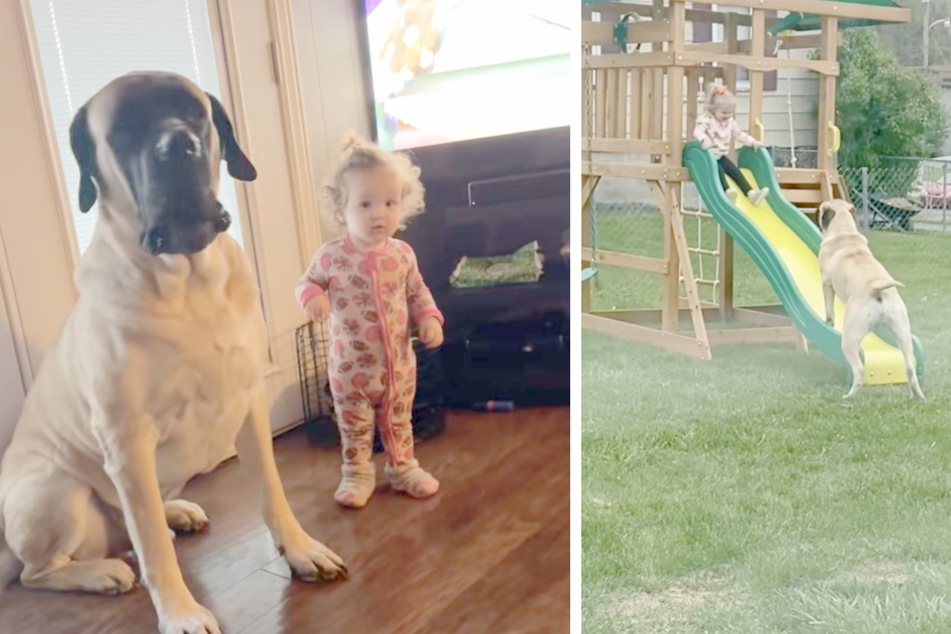 Bennie the mastiff moved in with the Miller family, despite a warning from the animal shelter.