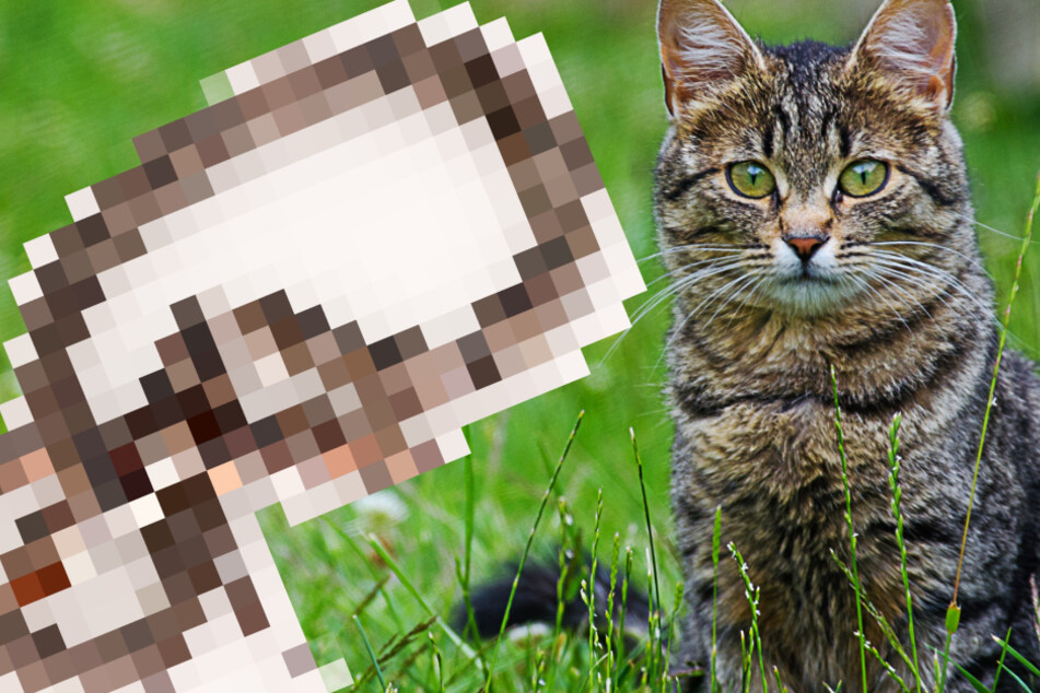 Look what the cat dragged in! Woman gets a two-headed surprise from her pet