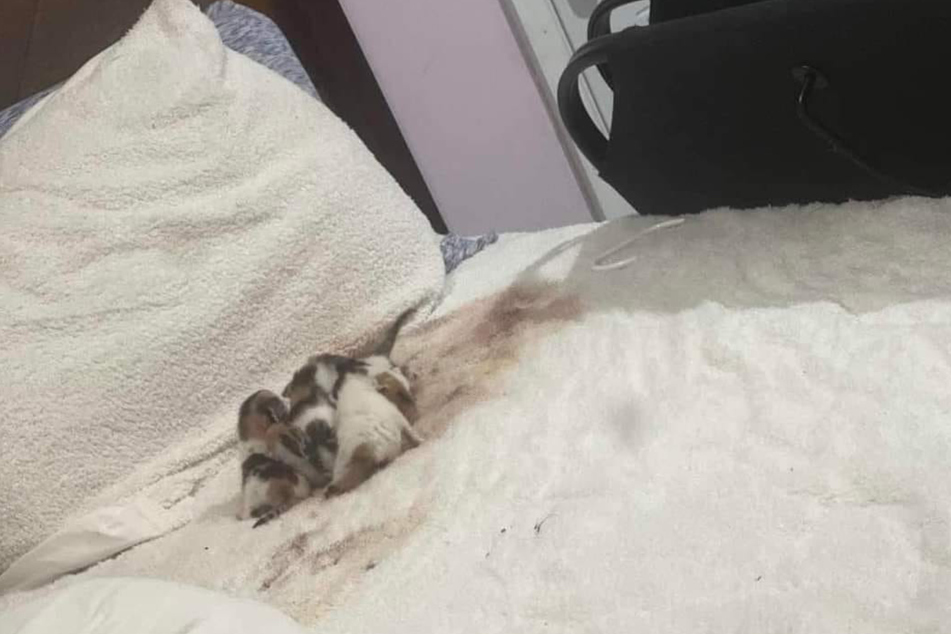 What was that lying on the family's guest bed? Six newborn kittens!