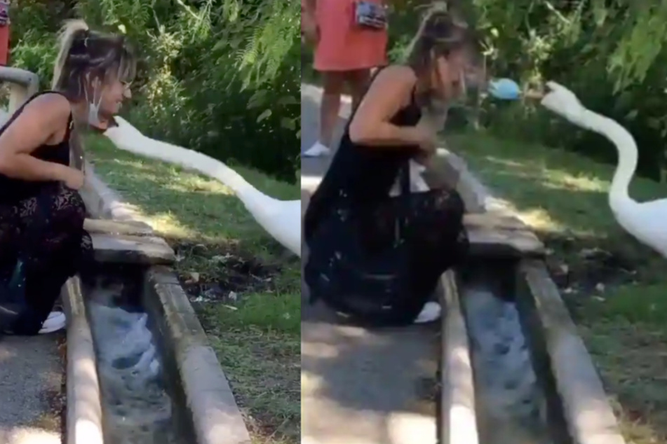 Swan teaches woman how to wear her mask properly
