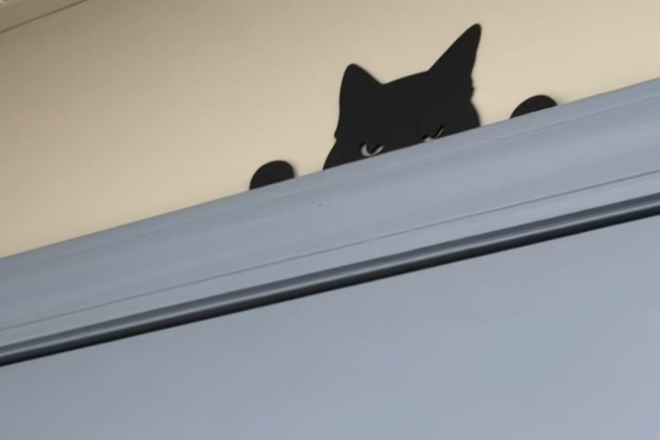 The dog can't take his eyes off this "cat."
