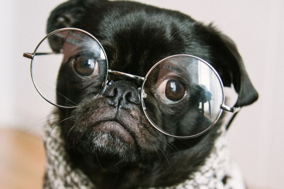 What is the smartest dog breed? Well, it certainly ain't the pug!