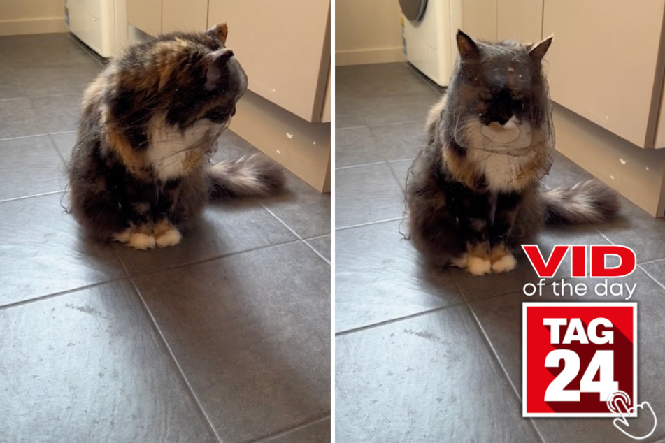 Today's Viral Video of the Day features a gothic-looking kitty that looks like they're about to go to a funeral!