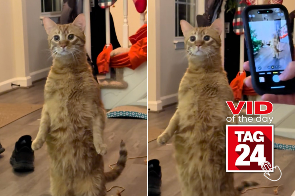 Viral Video of the Day for January 11, 2026: Cat stuns family with amazing human stance!