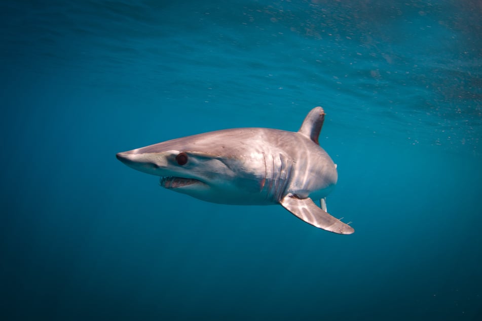A female tourist from Boston was killed by a shark while paddle boarding in The Bahamas (stock image).