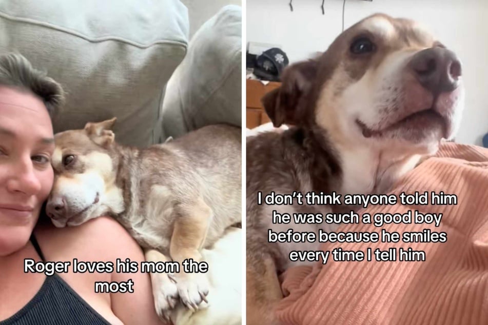 Abused rescue dog hears that he's a "good boy" for the first time, and his reaction is priceless