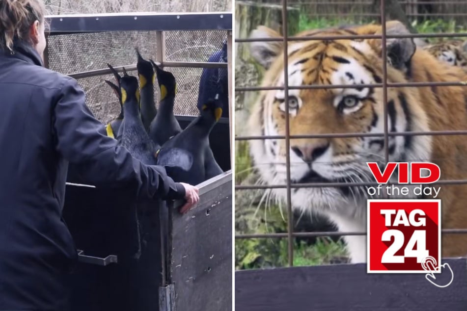 Viral Video of the Day for March 21, 2023: Furious penguins kick up a wild fuss