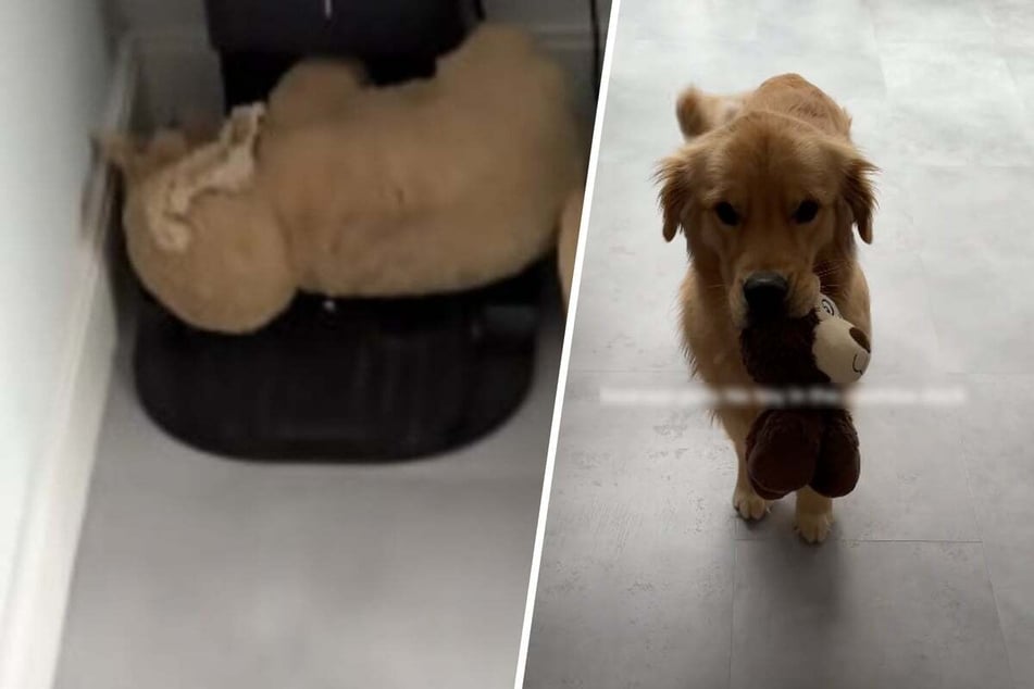 Recently, a pet owner wondered why her robot vacuum was no longer working properly. The reason? Her dog Bearson had some (misguided) charging needs of his own.