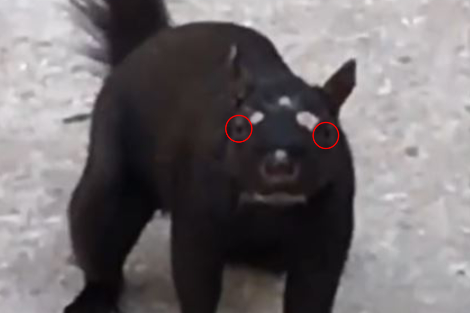 Red rimmed and almost not recognizable through the black fur: the two real eyes of the critter.