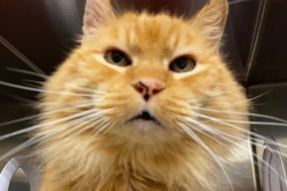 In the meantime, Willard – or rather Jay – lives with his family again.