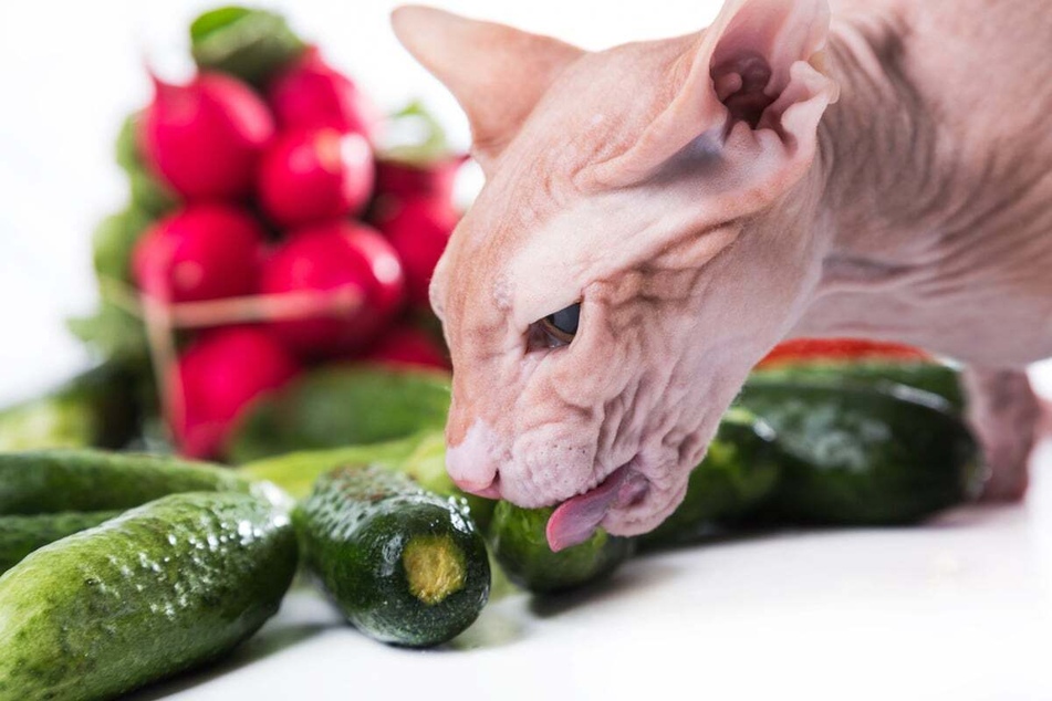 Too much cucumber can lead to digestive problems in cats.