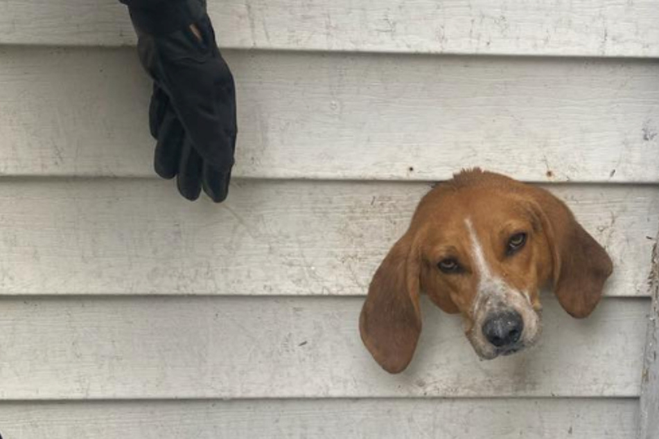 Curious beagle gets stuck in hysterical house mishap