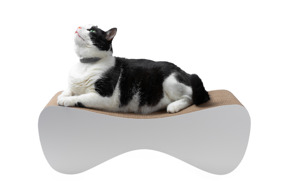 Tuxedo versions of Domestic Shorthair cats are some of the cutest in the world.
