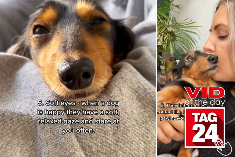 Today's Viral Video of the Day features a guide on how to tell if your dog is truly happy!