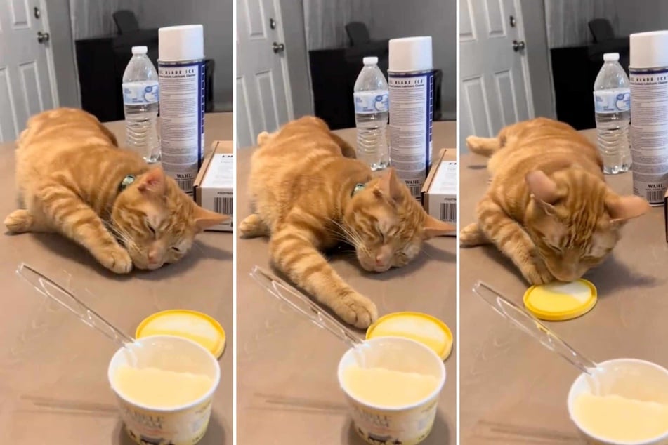 Sneaky cat gives star-making acting performance in hysterical viral video!