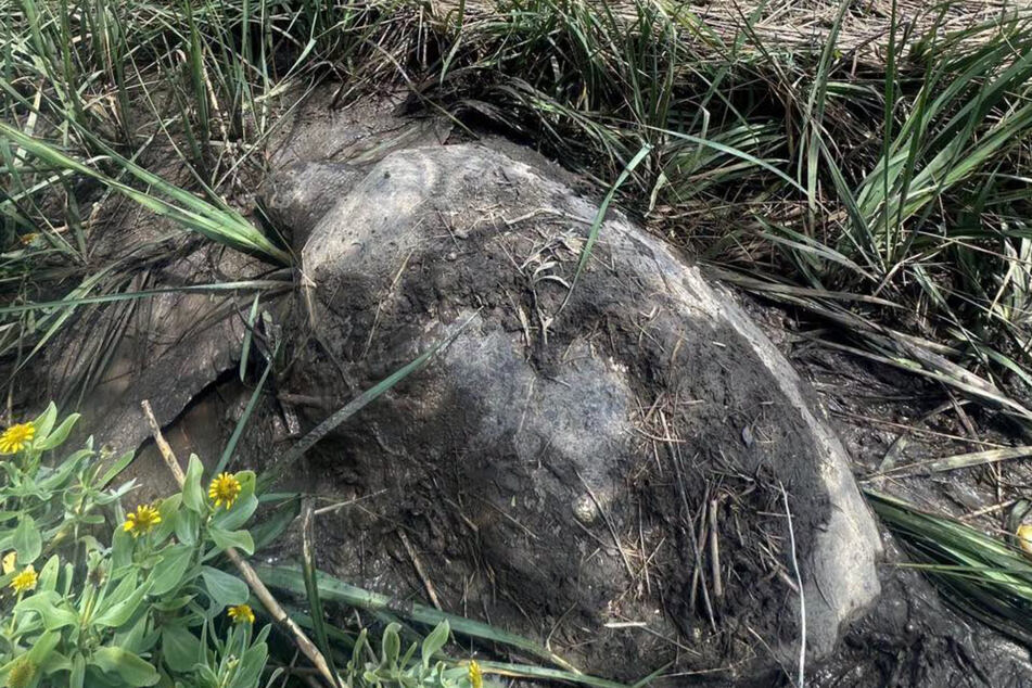 At first glance, this poor sea turtle is hardly recognizable.
