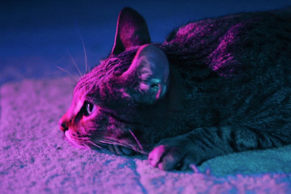 Cats that are depressed will often go from being quite active, to hardly moving.