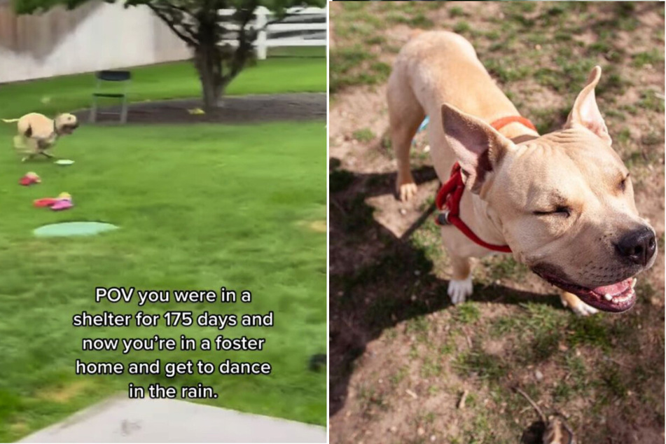 Dog dances in the rain after leaving shelter