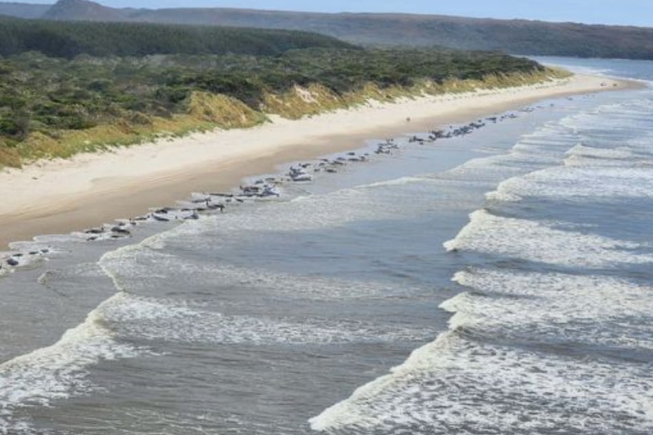 Over 200 pilot whales stranded on the west coast of Tasmania.