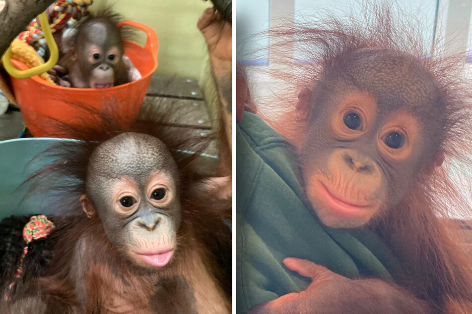 Kiwi the baby orangutan was born in a Spanish zoo last December, but it soon became clear that the mother monkey would not accept her baby and refused to feed the newborn.