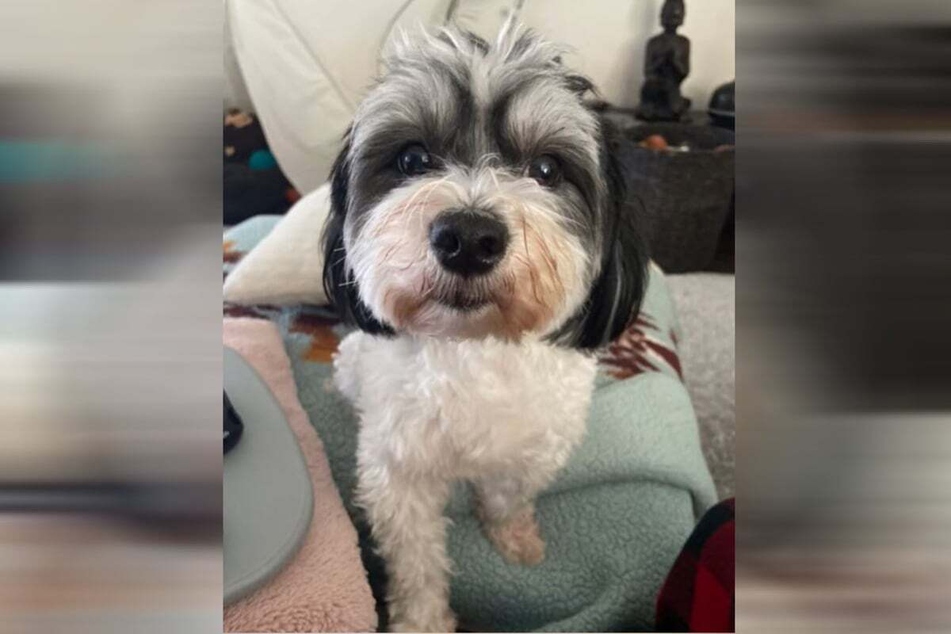 Dog owner discovers surprising cause of her pooch's health issues: chicken!