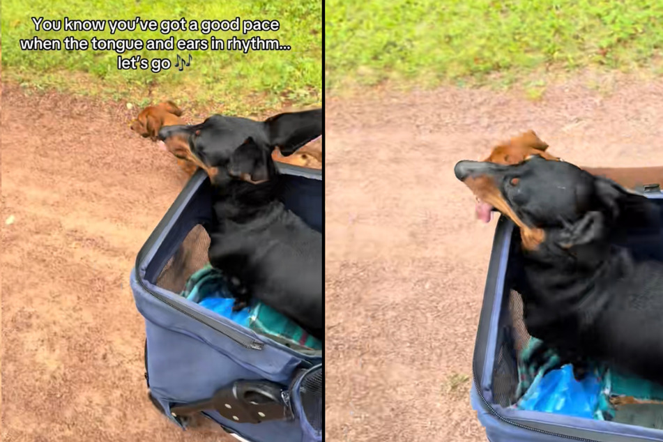 Monty, a partially paralyzed Dachshund, is determined to compete against his brother in a "race" when he goes for a walk.
